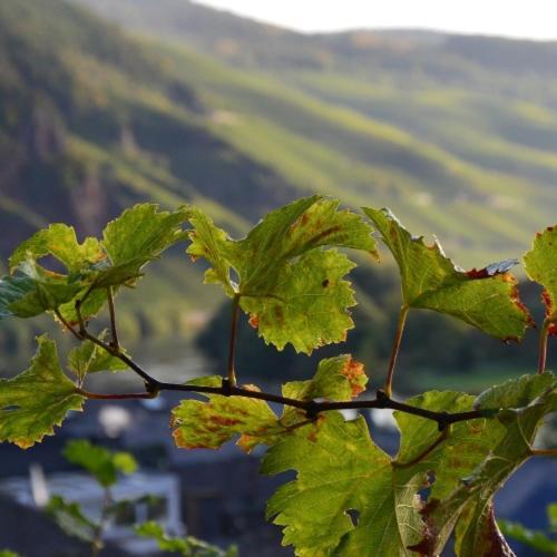 Weingut Erbes-Henn Hotel Ürzig Екстериор снимка
