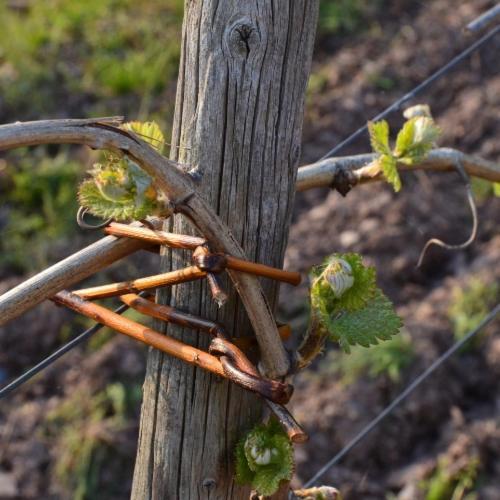 Weingut Erbes-Henn Hotel Ürzig Екстериор снимка